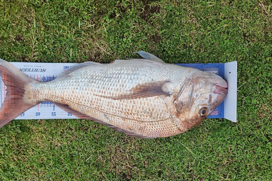 Jamie Kape caught this 69.5cm Snapper at Cape egmont during The Hirepool Baitmates Fishing Comp