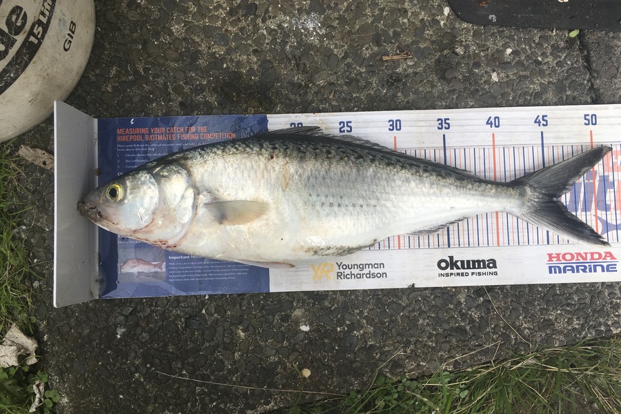 Tony Dodson caught this 46.0cm Kahawai at Omaio  during The Hirepool Baitmates Fishing Comp