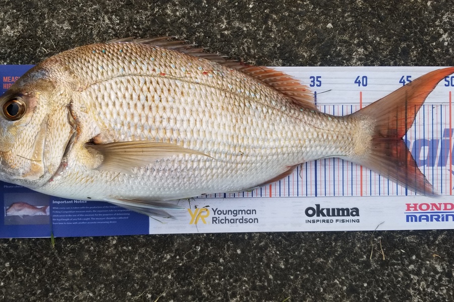 Peter Besley caught this 44.5cm Snapper at Tauranga Harnour during The Hirepool Baitmates Fishing Comp