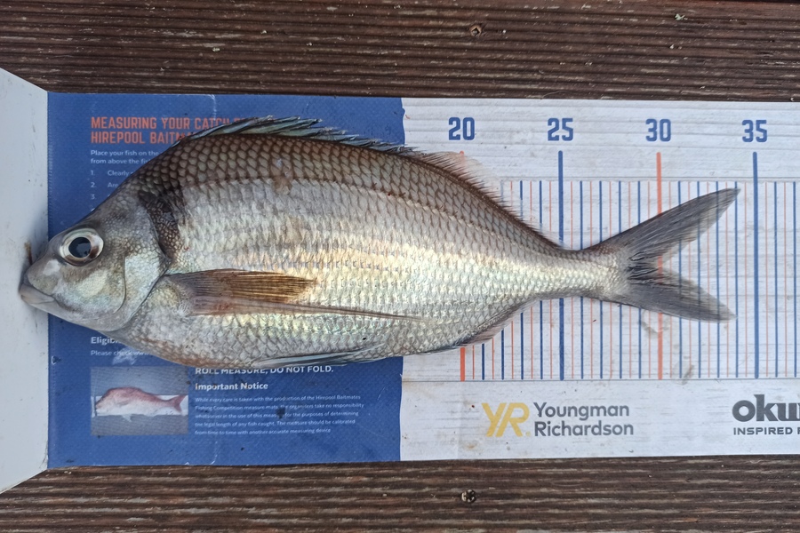 Duncan Pringle caught this 30.0cm Tarakihi at Wellington harbour  during The Hirepool Baitmates Fishing Comp