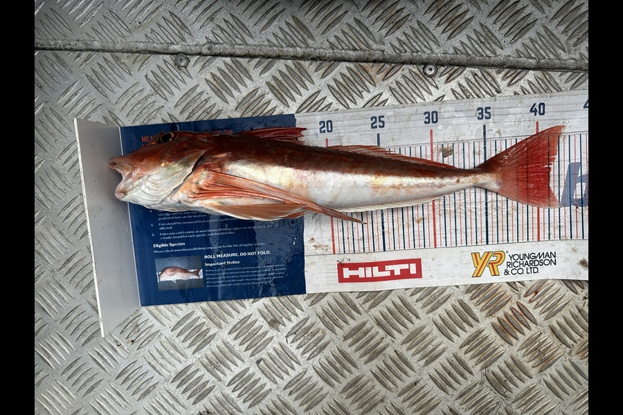 Caddison Murfitt caught this 41.0cm Gurnard at Taranaki  during The Hirepool Baitmates Fishing Comp