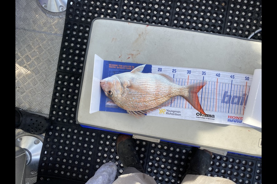 Roger Moore caught this 33.5cm Snapper at West Coast Wellington during The Hirepool Baitmates Fishing Comp