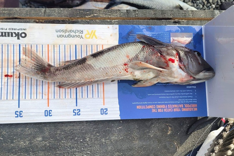 Sophie Marshall caught this 34.5cm Blue Cod at Marlborough Sounds during The Hirepool Baitmates Fishing Comp