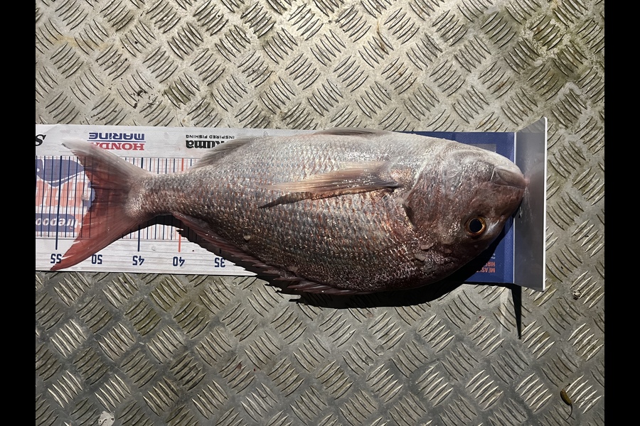Chris Lane caught this 49.5cm Snapper at Kawhia  during The Hirepool Baitmates Fishing Comp
