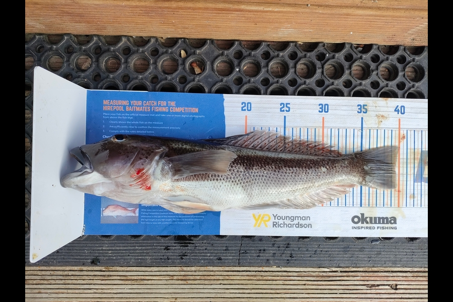 Nathan Lynn Watts caught this 39.5cm Blue Cod at Wellington during The Hirepool Baitmates Fishing Comp