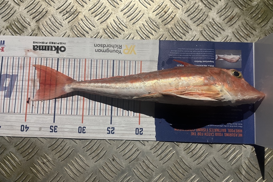 Chris Lane caught this 38.0cm Gurnard at Kawhia during The Hirepool Baitmates Fishing Comp
