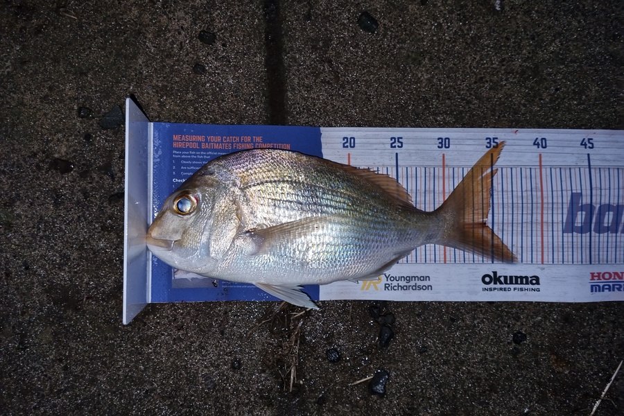 Cam McGovern caught this 34cm Snapper at Waikawau Bay, Coromandel during The Hirepool Baitmates Fishing Comp