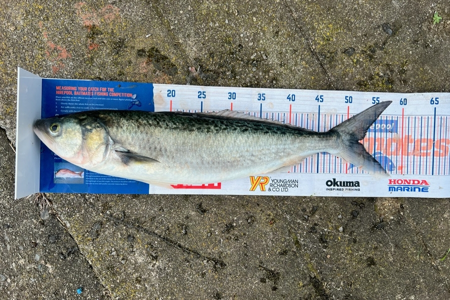 Phill Andrews  caught this 52.0cm Kahawai at Waikawau during The Hirepool Baitmates Fishing Comp