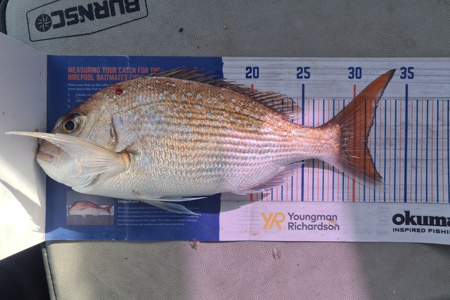 David Kovacs caught this 31.0cm Snapper at Wellington harbor  during The Hirepool Baitmates Fishing Comp
