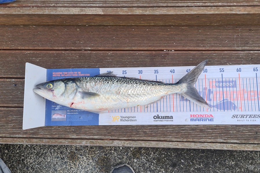 David Kovacs caught this 46cm Kahawai at Wellington harbor  during The Hirepool Baitmates Fishing Comp