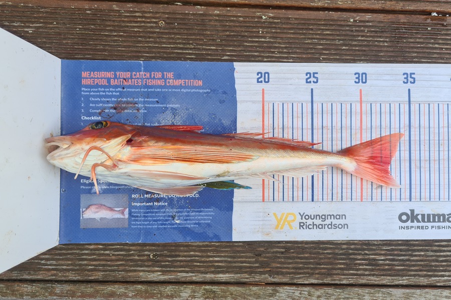 David Kovacs caught this 32.5cm Gurnard at Wellington harbor  during The Hirepool Baitmates Fishing Comp