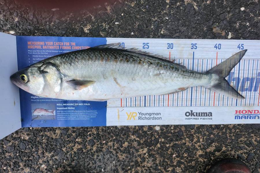 Steve Searancke caught this 42.0cm Kahawai at Thames Coast  during The Hirepool Baitmates Fishing Comp