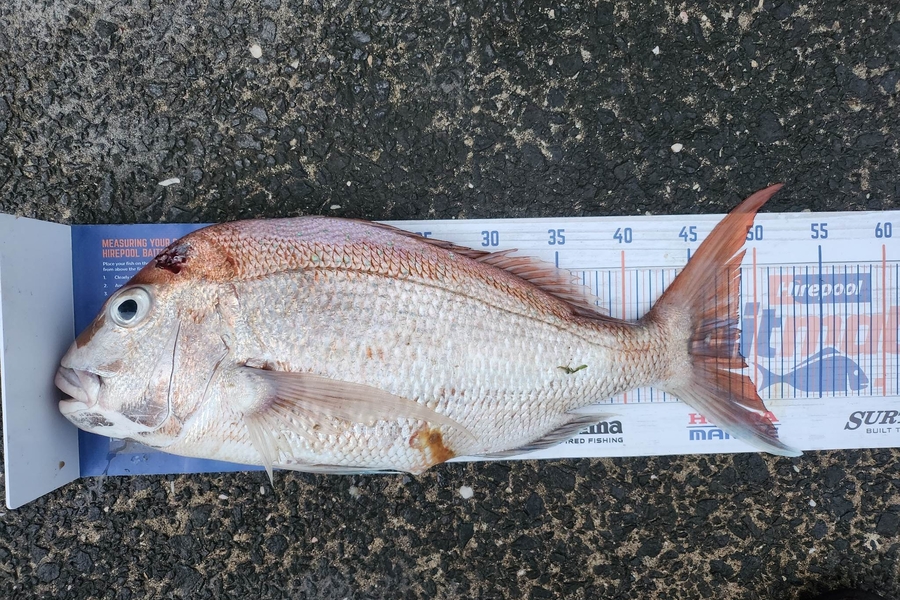 Steve Searancke caught this 49.0cm Snapper at Thames Coast  during The Hirepool Baitmates Fishing Comp