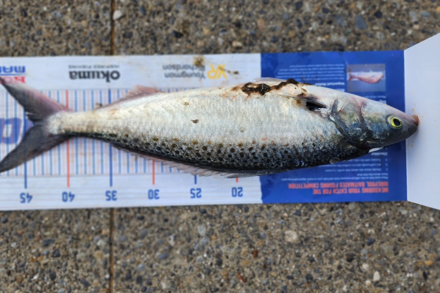 Myles Carson caught this 44.0cm Kahawai at Kapiti  during The Hirepool Baitmates Fishing Comp