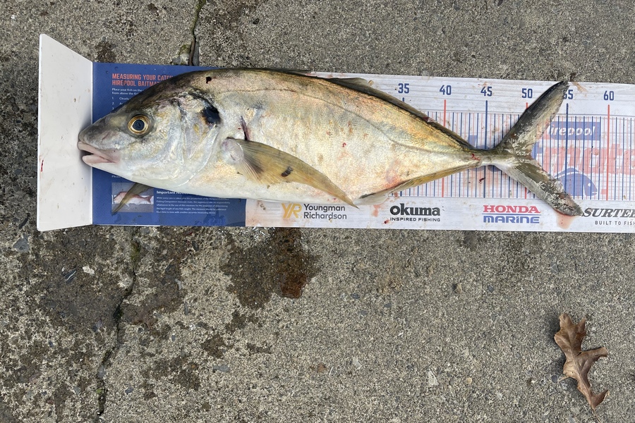 Sharo Sievers caught this 50.0cm Trevally at Hokio during The Hirepool Baitmates Fishing Comp