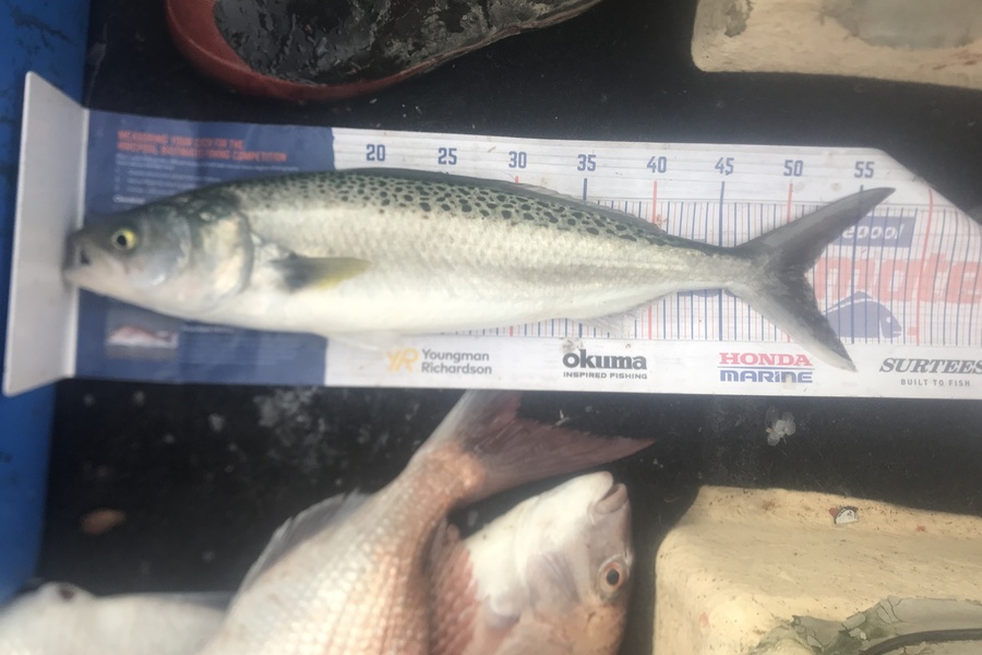 Josh Gibson caught this 51cm Kahawai at New Plymouth  during The Hirepool Baitmates Fishing Comp