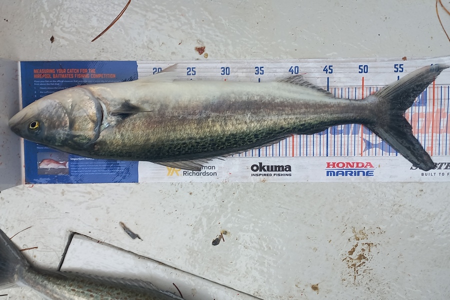 Pieter  Du Plessis  caught this 55.5cm Kahawai at Music point during The Hirepool Baitmates Fishing Comp