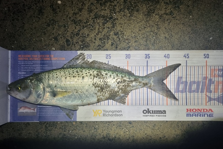 Jason Rennie-Hynes  caught this 39.0cm Kahawai at Te awanga during The Hirepool Baitmates Fishing Comp
