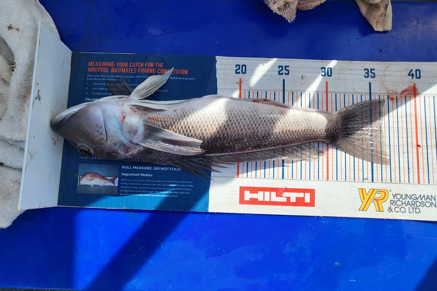 Keith Langham caught this 36.0cm Blue Cod at Tasman Bay during The Hirepool Baitmates Fishing Comp