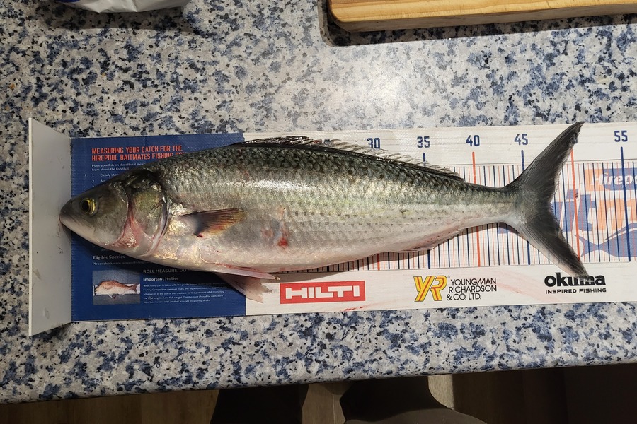 Keith Langham caught this 47.5cm Kahawai at Tasman bay during The Hirepool Baitmates Fishing Comp