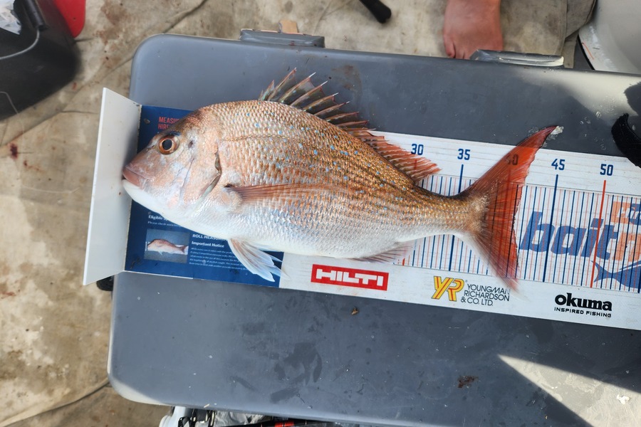 Reuben Gray caught this 41.0cm Snapper at Whanganui  during The Hirepool Baitmates Fishing Comp