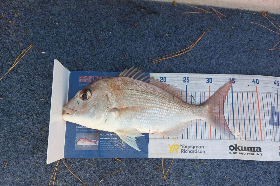 Kevin Bustard caught this 33.0cm Snapper at Tauranga  during The Hirepool Baitmates Fishing Comp