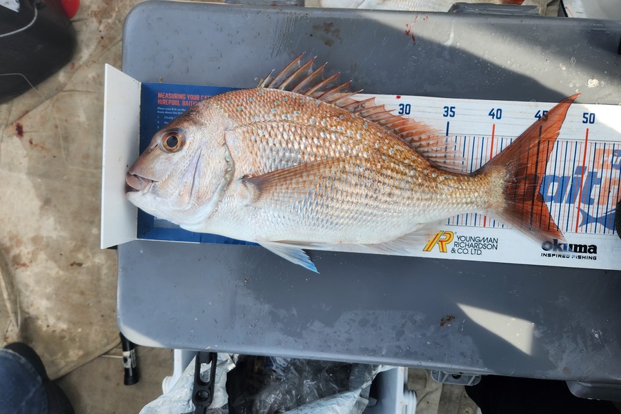Jack Gray caught this 45.5cm Snapper at Whanganui  during The Hirepool Baitmates Fishing Comp