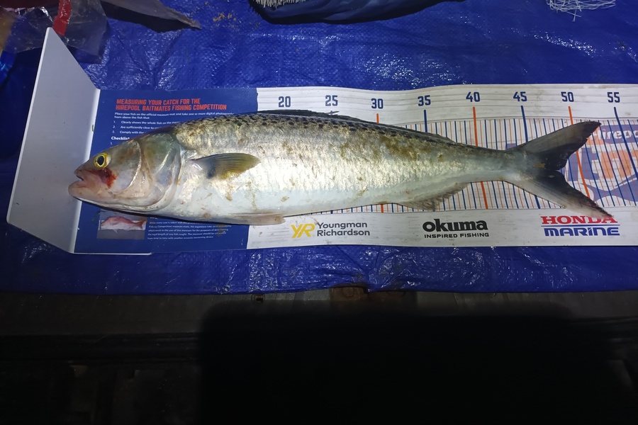 Tom Adams caught this 47.5cm Kahawai at Westcoast 90 mile beach during The Hirepool Baitmates Fishing Comp