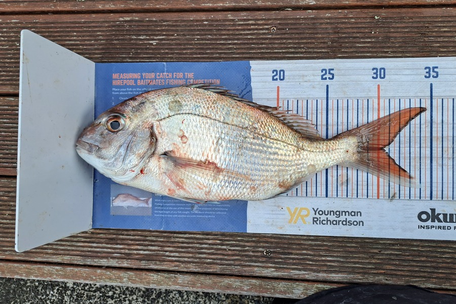 Harry Kovacs caught this 30.5cm Snapper at Wellington Harbour during The Hirepool Baitmates Fishing Comp