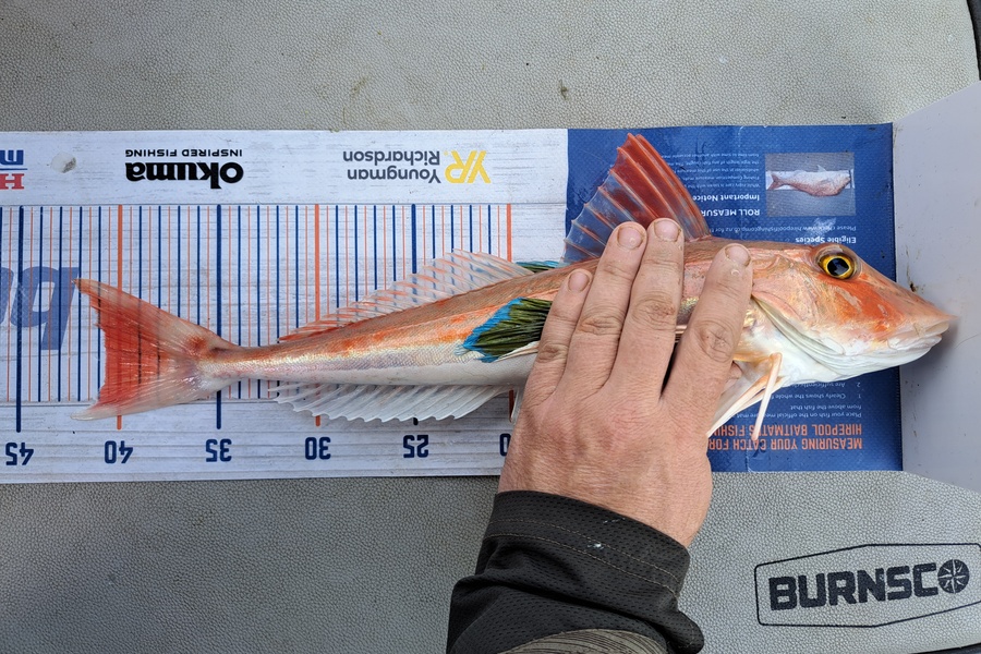 Harry Kovacs caught this 40.5cm Gurnard at Wellington Harbour during The Hirepool Baitmates Fishing Comp