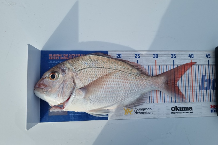 Tim Spiller caught this 35.5cm Snapper at Otaki during The Hirepool Baitmates Fishing Comp