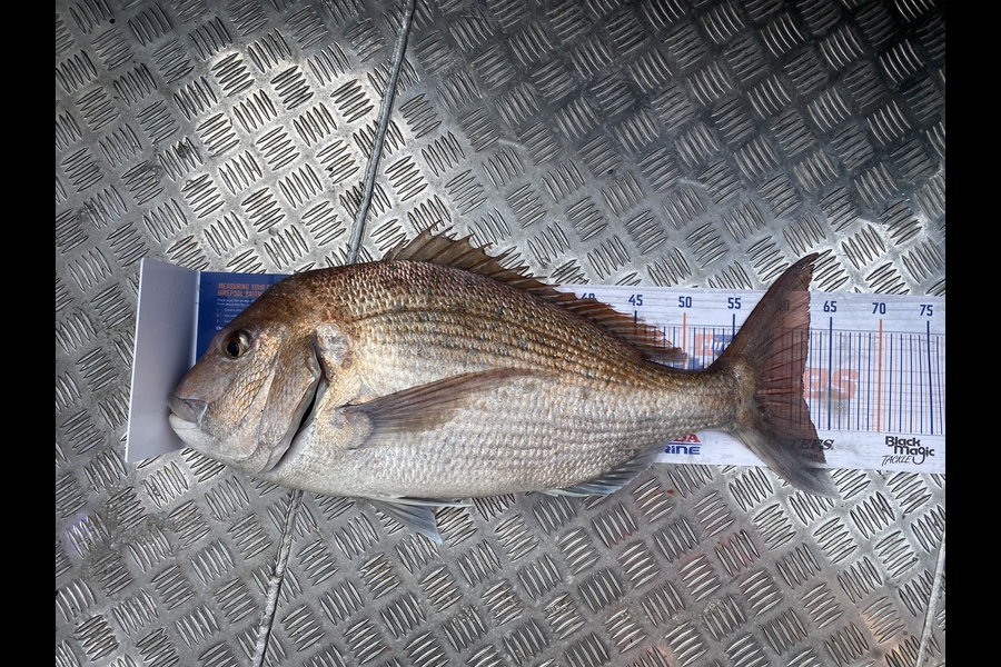 Jason Anderson caught this 62.0cm Snapper at Marlborough Sounds during The Hirepool Baitmates Fishing Comp