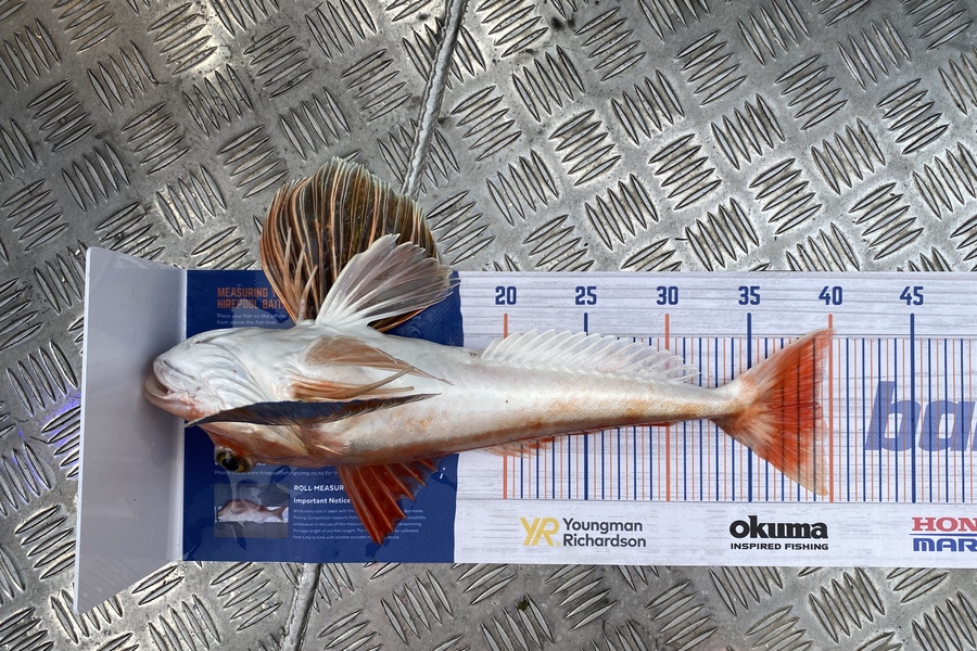 Jason Anderson caught this 39.5cm Gurnard at Marlborough Sounds during The Hirepool Baitmates Fishing Comp