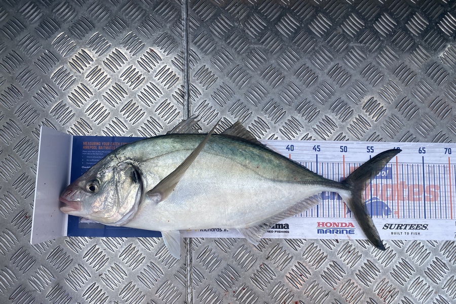 Jason Anderson caught this 53.5cm Trevally at Marlborough Sounds during The Hirepool Baitmates Fishing Comp