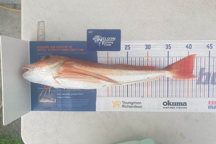 Gareth  Nicholson  caught this 41.0cm Gurnard at Tasman Bay during The Hirepool Baitmates Fishing Comp