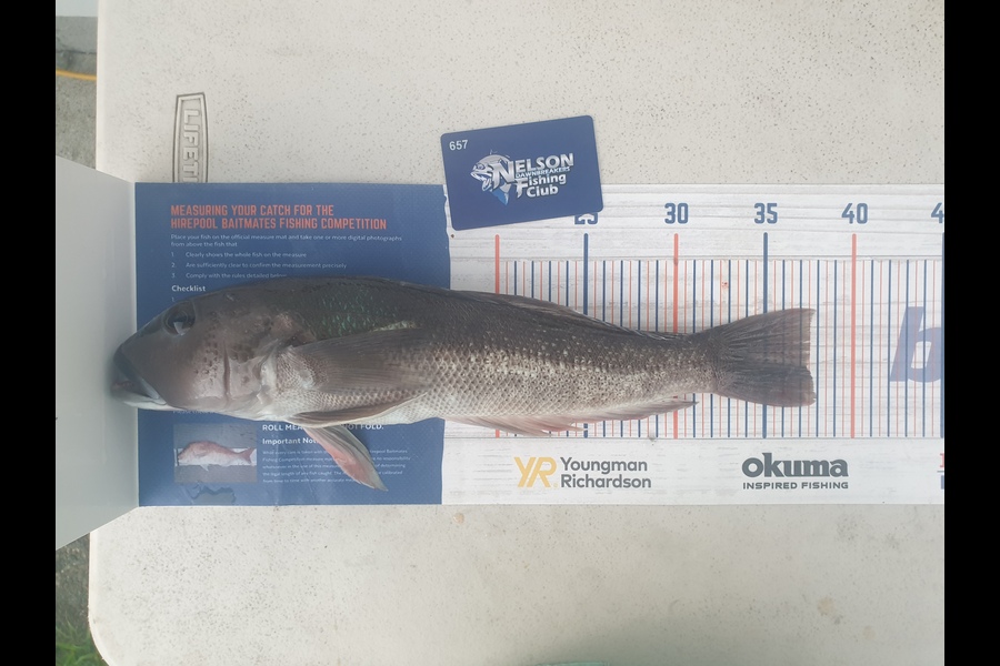 Gareth  Nicholson  caught this 37.5cm Blue Cod at Tasman Bay during The Hirepool Baitmates Fishing Comp