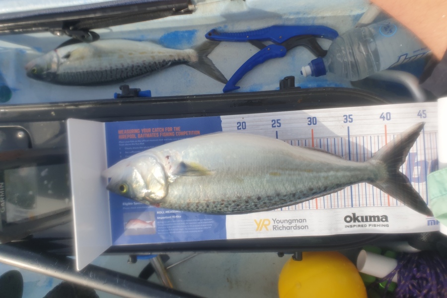 Gareth  Nicholson  caught this 41.5cm Kahawai at Tasman Bay during The Hirepool Baitmates Fishing Comp