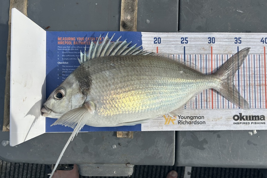 Tate Nicholson caught this 34.0cm Tarakihi at Wellington  during The Hirepool Baitmates Fishing Comp