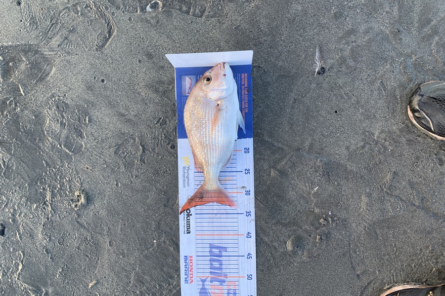 Dwayne Joy caught this 32.0cm Snapper at Kapiti  during The Hirepool Baitmates Fishing Comp