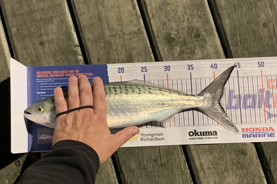 Dwayne Joy caught this 40.5cm Kahawai at Russell Wharf, Bay of Islands  during The Hirepool Baitmates Fishing Comp