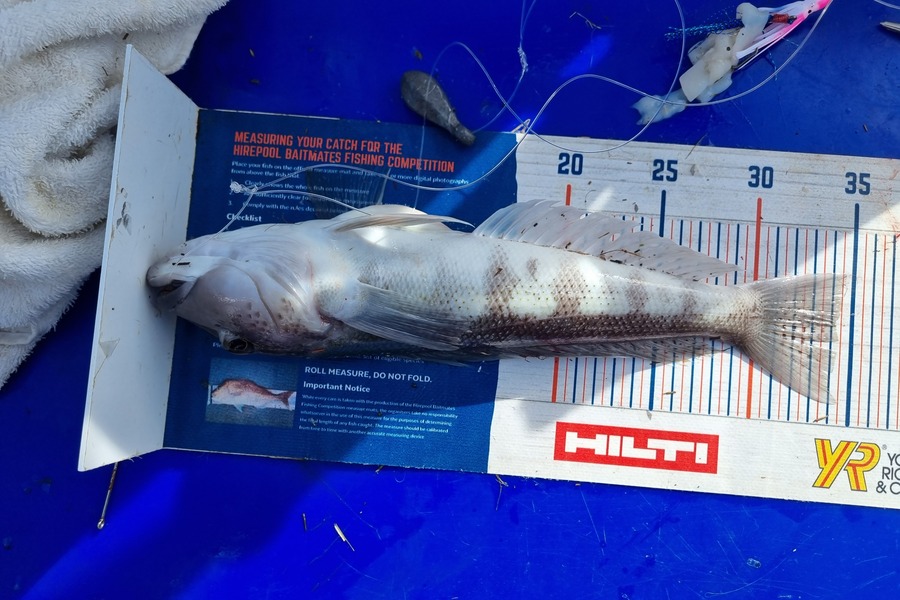 Bronwyn Langham caught this 34.0cm Blue Cod at Tasman Bay during The Hirepool Baitmates Fishing Comp