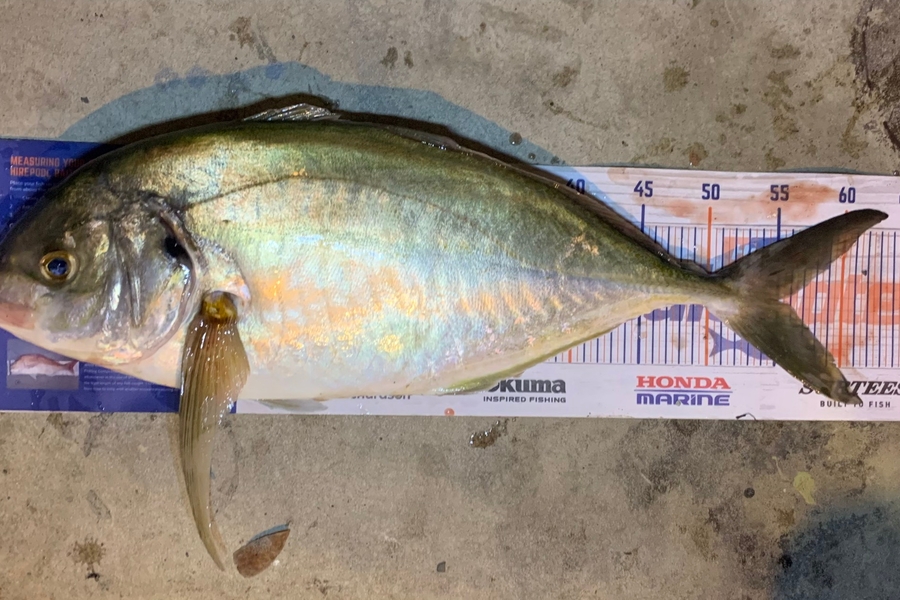 Nick Bridgeman caught this 55.0cm Trevally at Delaware Bay during The Hirepool Baitmates Fishing Comp