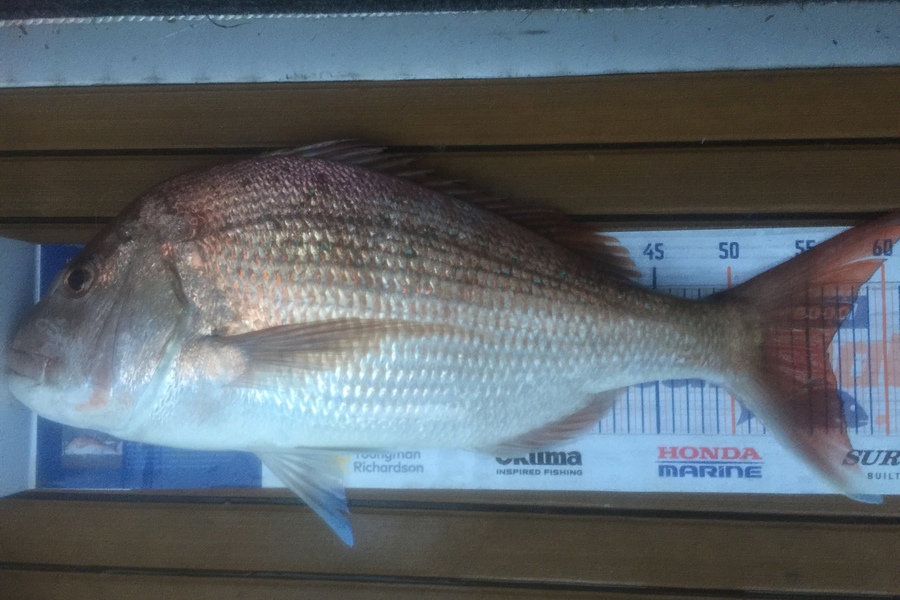 Shane Van de ven lowe caught this 56.0cm Snapper at Waihi during The Hirepool Baitmates Fishing Comp