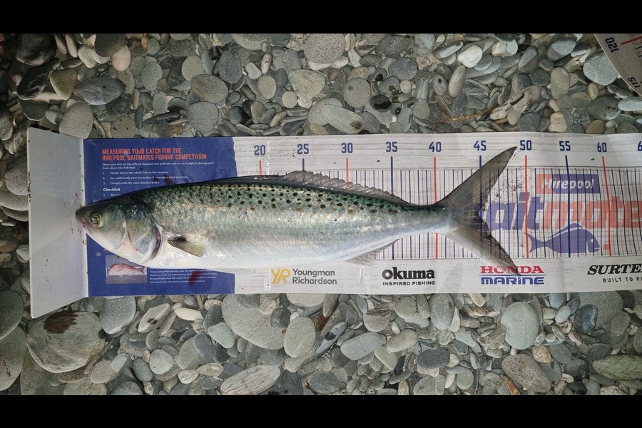 Joshua Gordon caught this 44.5cm Kahawai at Westcoast South Island during The Hirepool Baitmates Fishing Comp