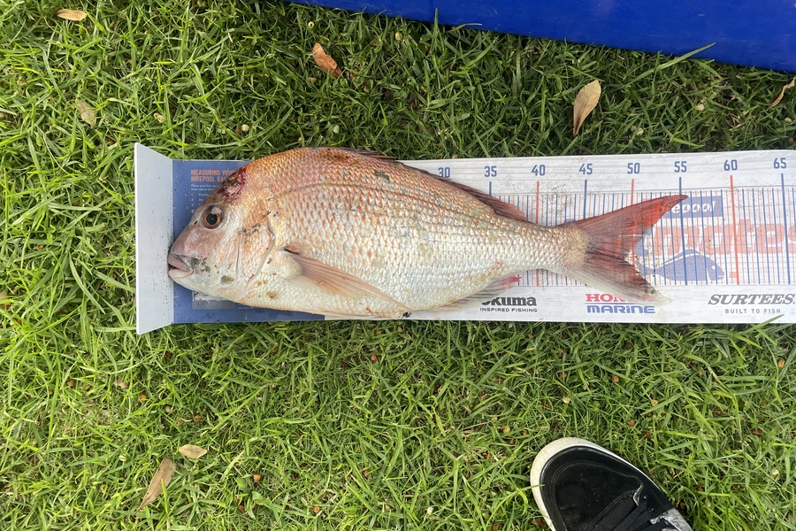 Kieran Daly caught this 49.0cm Snapper at Kapiti  during The Hirepool Baitmates Fishing Comp