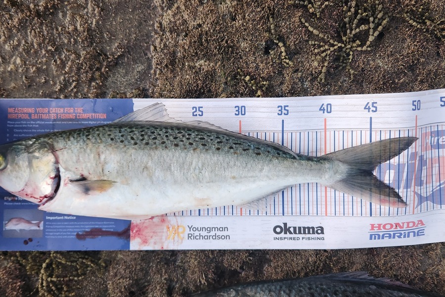 Kaitlin Hughes caught this 45.0cm Kahawai at Winstone cove during The Hirepool Baitmates Fishing Comp