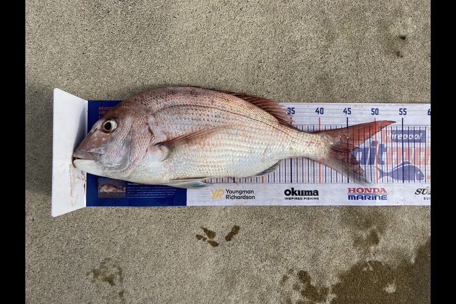 Josh Midgley caught this 45.5cm Snapper at Ohawe  during The Hirepool Baitmates Fishing Comp