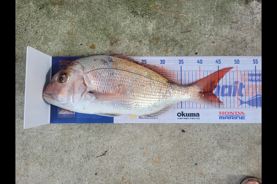 Stephen Ratcliffe caught this 43.0cm Snapper at wanganui during The Hirepool Baitmates Fishing Comp