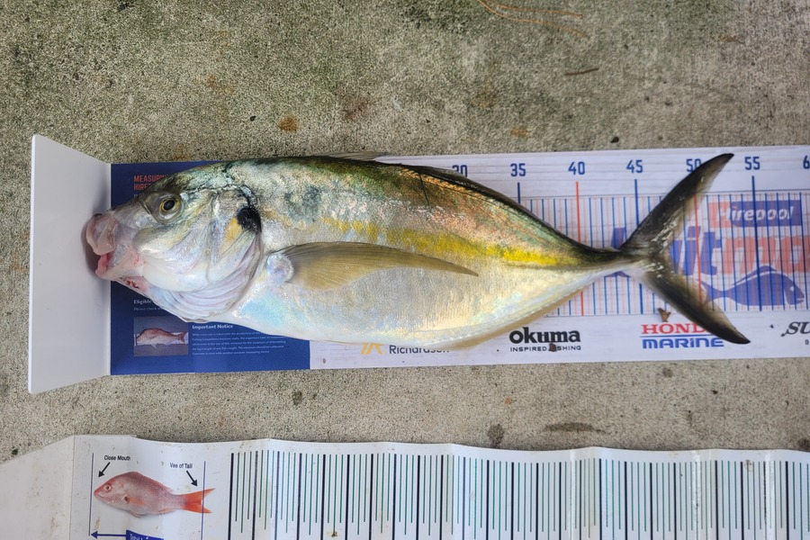 Stephen Ratcliffe caught this 47.0cm Trevally at wanganui during The Hirepool Baitmates Fishing Comp