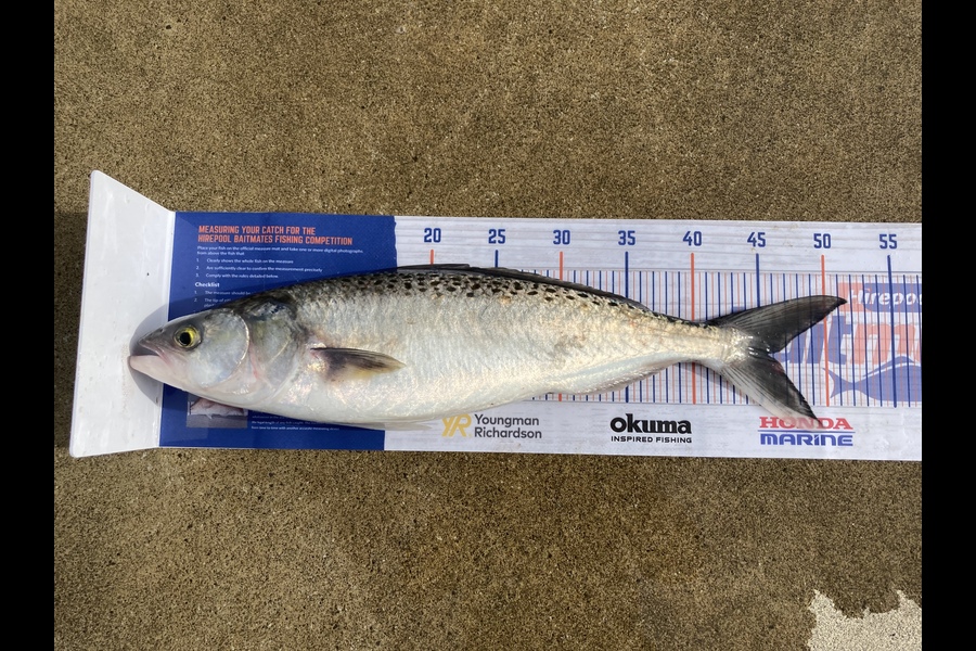 Josh Midgley caught this 45.5cm Kahawai at Ohawe during The Hirepool Baitmates Fishing Comp
